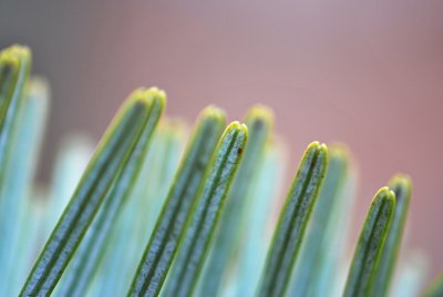 Abies veitchii - jedle Veitchiho - detail špičky jehlice - rub